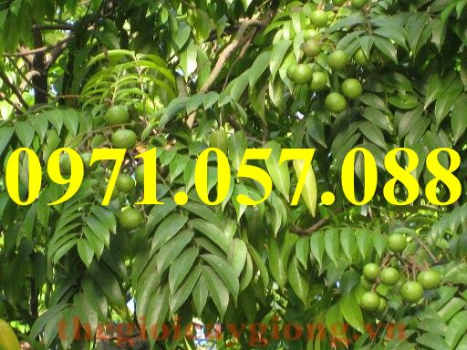 Cây giống sấu